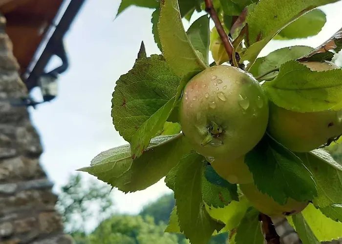 乡村民宿 Borda Batista